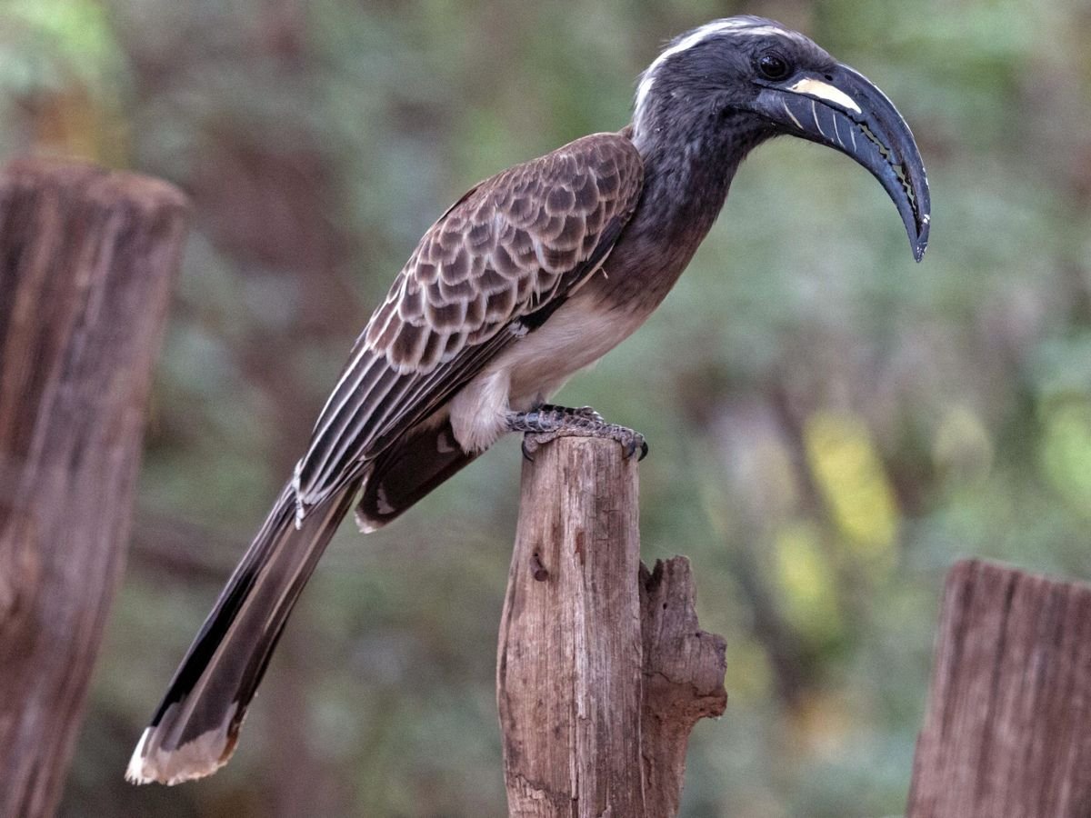 African Grey Hornbill